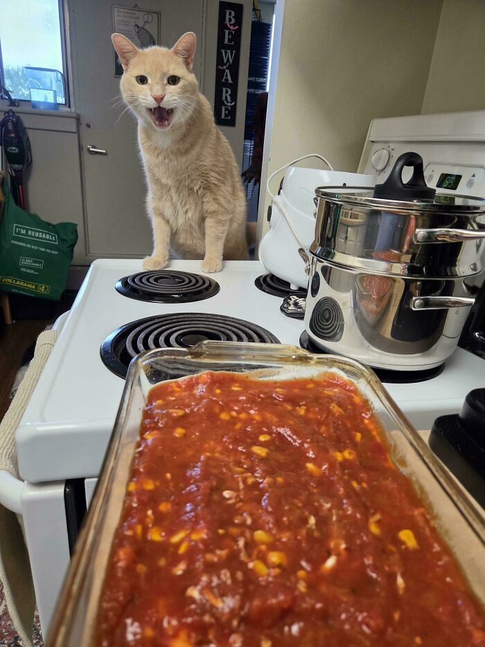 80 Hilarious Cats Caught Meowing Like Their Lives Depended On It (New Pics)