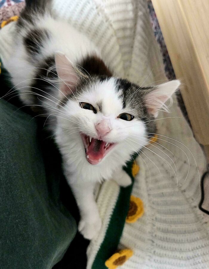 80 Hilarious Cats Caught Meowing Like Their Lives Depended On It (New Pics)