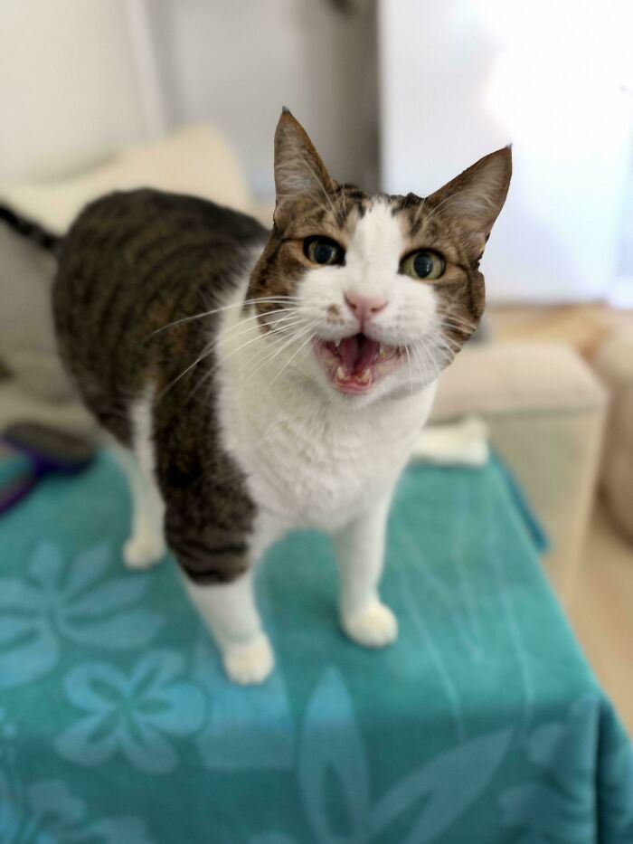 80 Hilarious Cats Caught Meowing Like Their Lives Depended On It (New Pics)