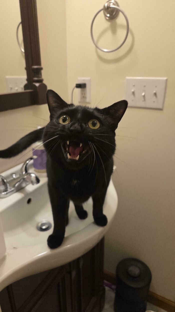 80 Hilarious Cats Caught Meowing Like Their Lives Depended On It (New Pics)
