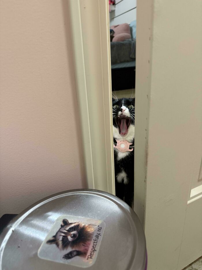 80 Hilarious Cats Caught Meowing Like Their Lives Depended On It (New Pics)
