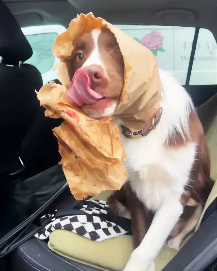 88 Times Dogs Decided Peace Is Too Boring And Went Looking For Trouble