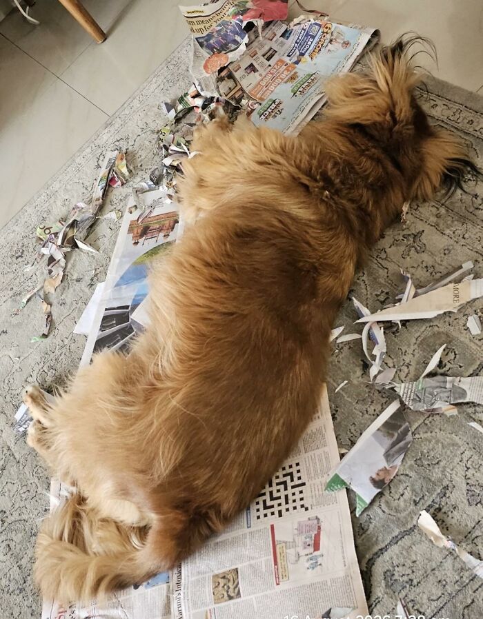 88 Times Dogs Decided Peace Is Too Boring And Went Looking For Trouble