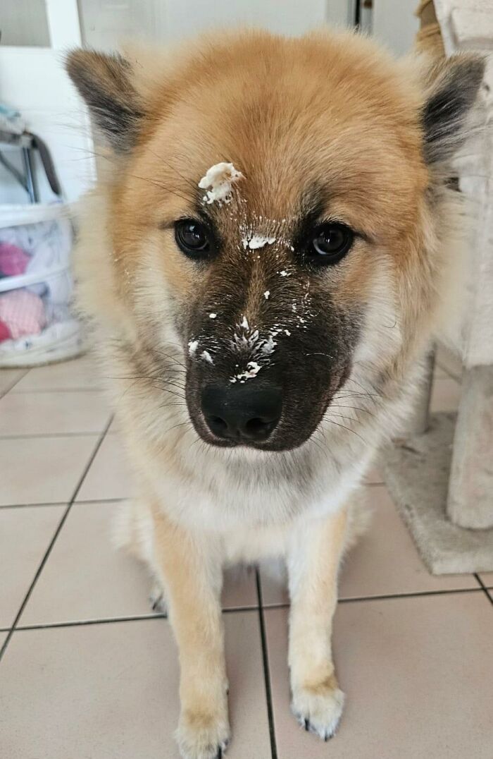 88 Times Dogs Decided Peace Is Too Boring And Went Looking For Trouble