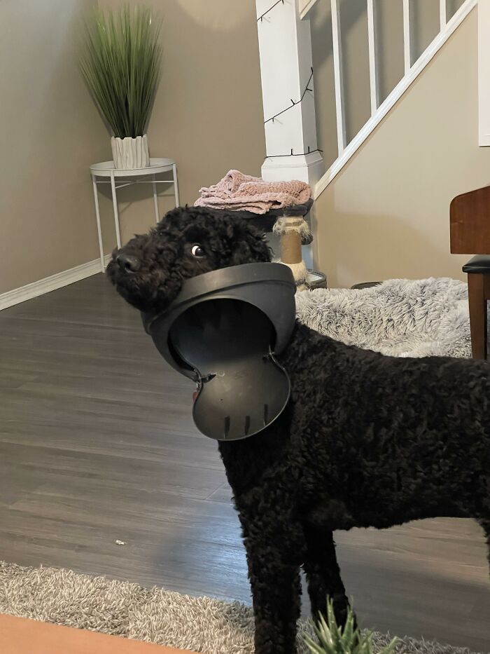 88 Times Dogs Decided Peace Is Too Boring And Went Looking For Trouble