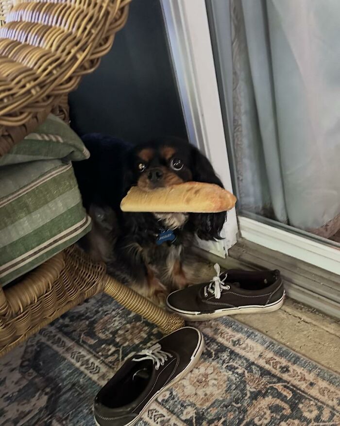88 Times Dogs Decided Peace Is Too Boring And Went Looking For Trouble