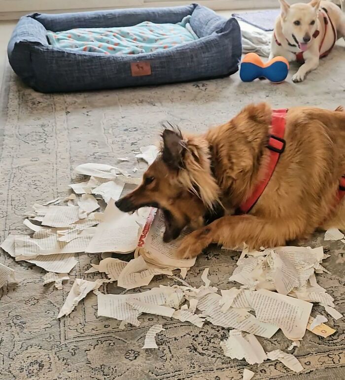 88 Times Dogs Decided Peace Is Too Boring And Went Looking For Trouble