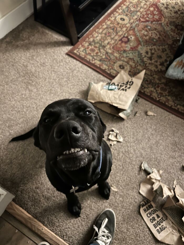 88 Times Dogs Decided Peace Is Too Boring And Went Looking For Trouble
