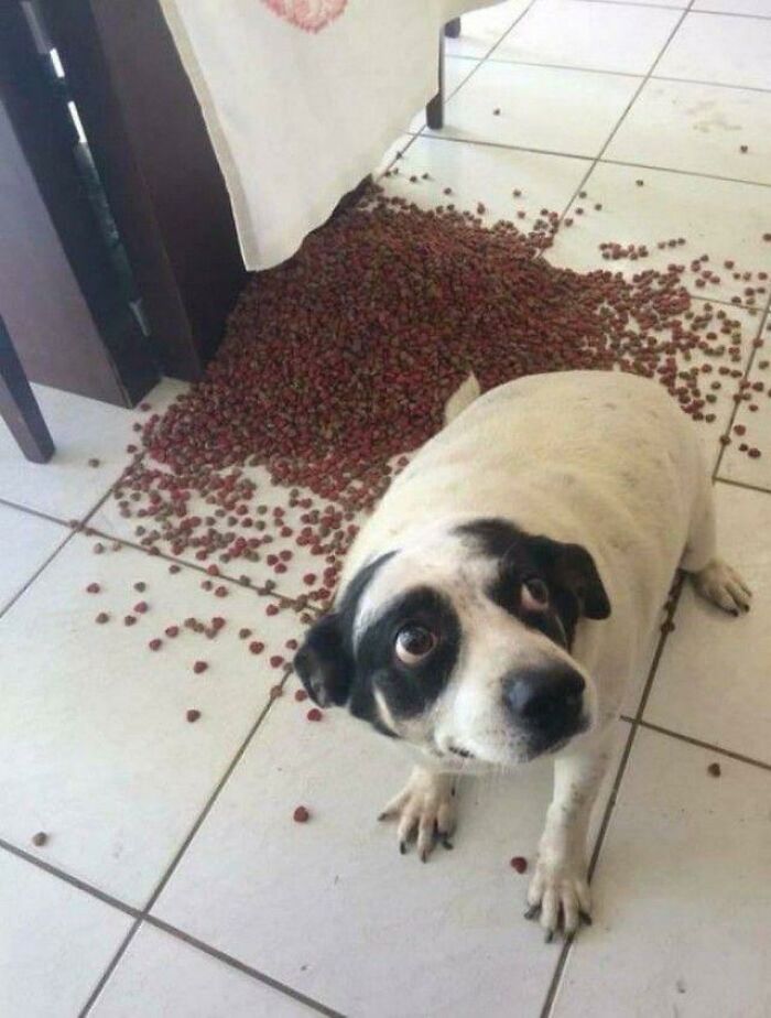 88 Times Dogs Decided Peace Is Too Boring And Went Looking For Trouble