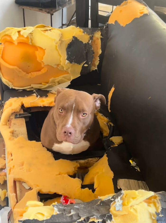 88 Times Dogs Decided Peace Is Too Boring And Went Looking For Trouble