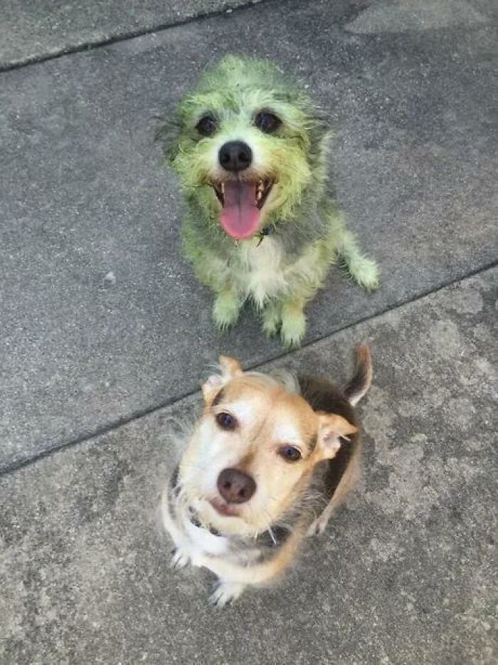 88 Times Dogs Decided Peace Is Too Boring And Went Looking For Trouble