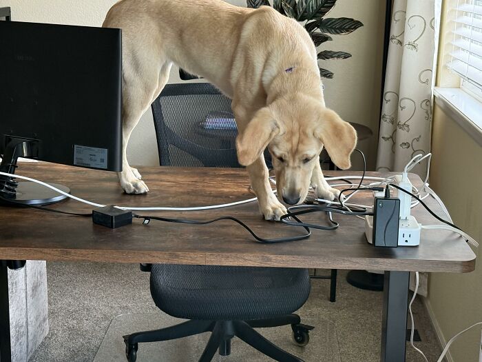 88 Times Dogs Decided Peace Is Too Boring And Went Looking For Trouble