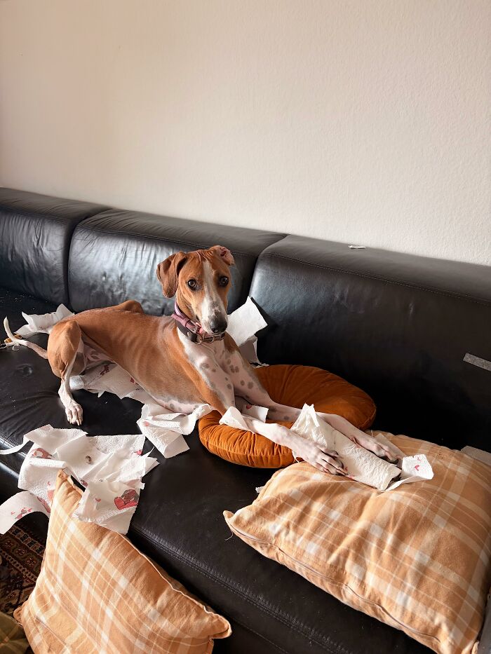 88 Times Dogs Decided Peace Is Too Boring And Went Looking For Trouble