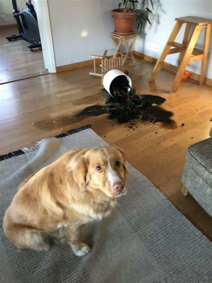88 Times Dogs Decided Peace Is Too Boring And Went Looking For Trouble