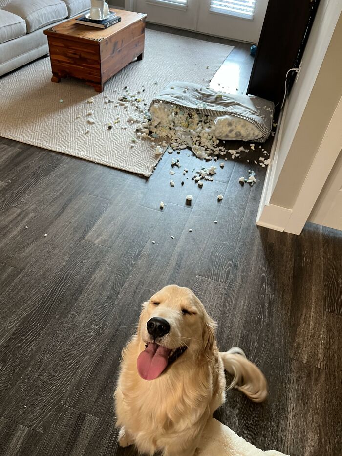 88 Times Dogs Decided Peace Is Too Boring And Went Looking For Trouble