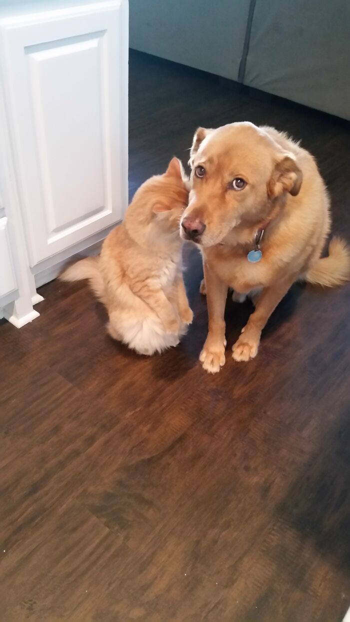 88 Times Dogs Decided Peace Is Too Boring And Went Looking For Trouble