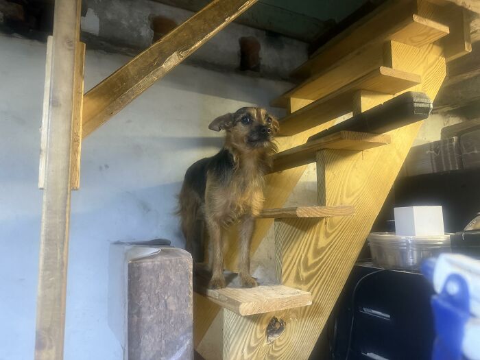 88 Times Dogs Decided Peace Is Too Boring And Went Looking For Trouble