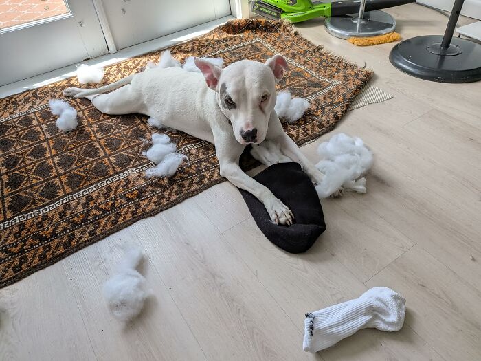 88 Times Dogs Decided Peace Is Too Boring And Went Looking For Trouble