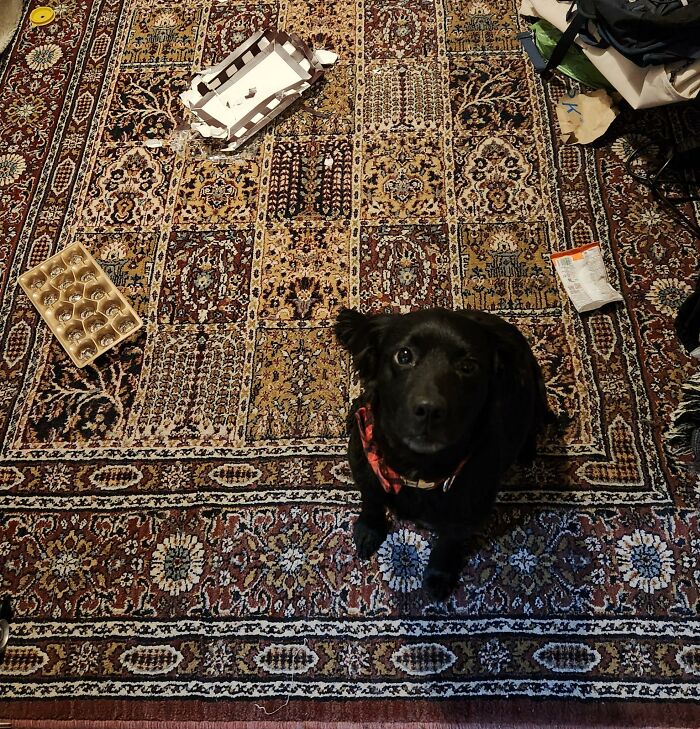 88 Times Dogs Decided Peace Is Too Boring And Went Looking For Trouble