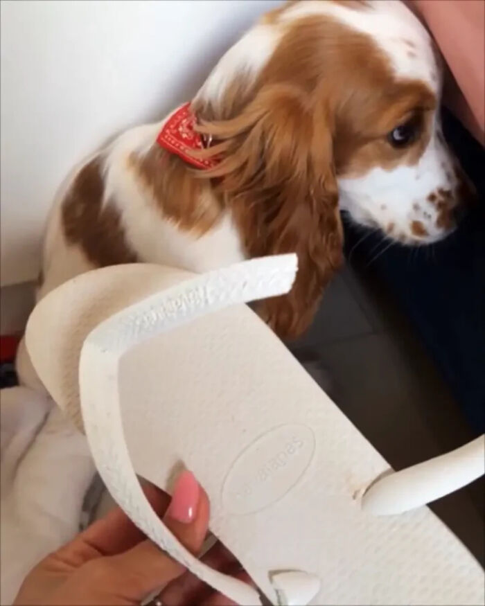 88 Times Dogs Decided Peace Is Too Boring And Went Looking For Trouble