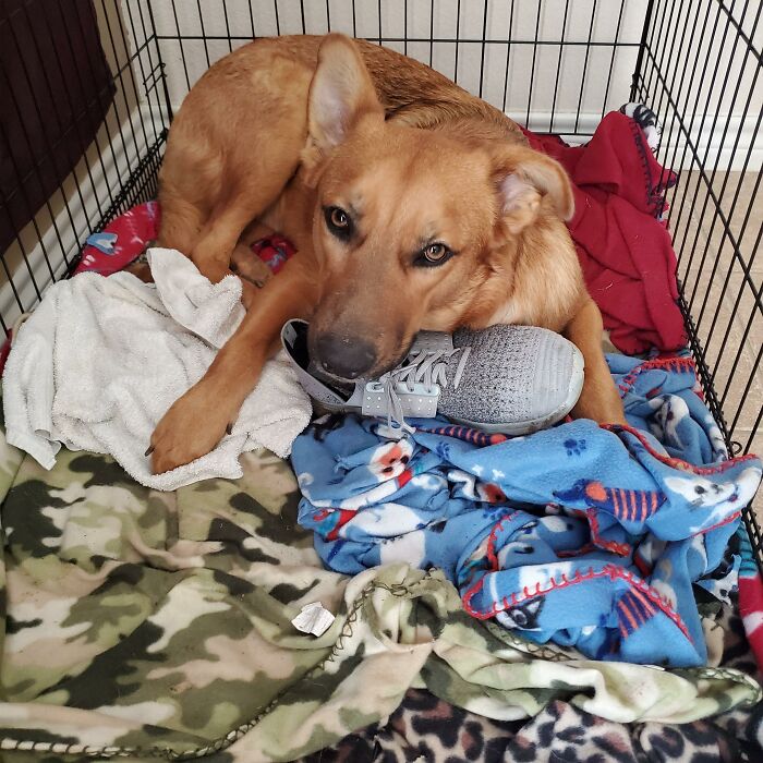 88 Times Dogs Decided Peace Is Too Boring And Went Looking For Trouble