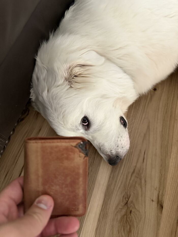 88 Times Dogs Decided Peace Is Too Boring And Went Looking For Trouble