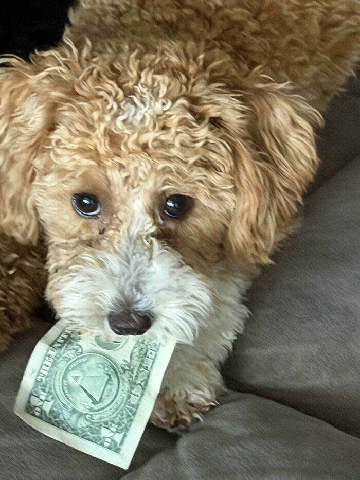 88 Times Dogs Decided Peace Is Too Boring And Went Looking For Trouble