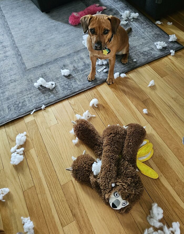 88 Times Dogs Decided Peace Is Too Boring And Went Looking For Trouble