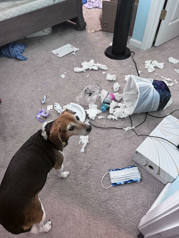 88 Times Dogs Decided Peace Is Too Boring And Went Looking For Trouble