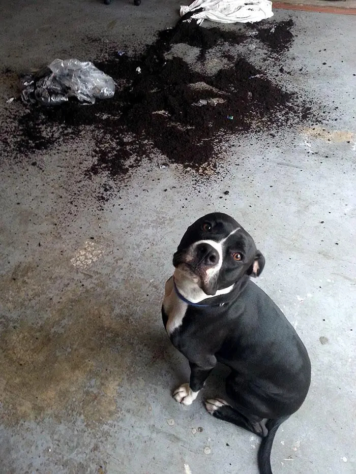 88 Times Dogs Decided Peace Is Too Boring And Went Looking For Trouble