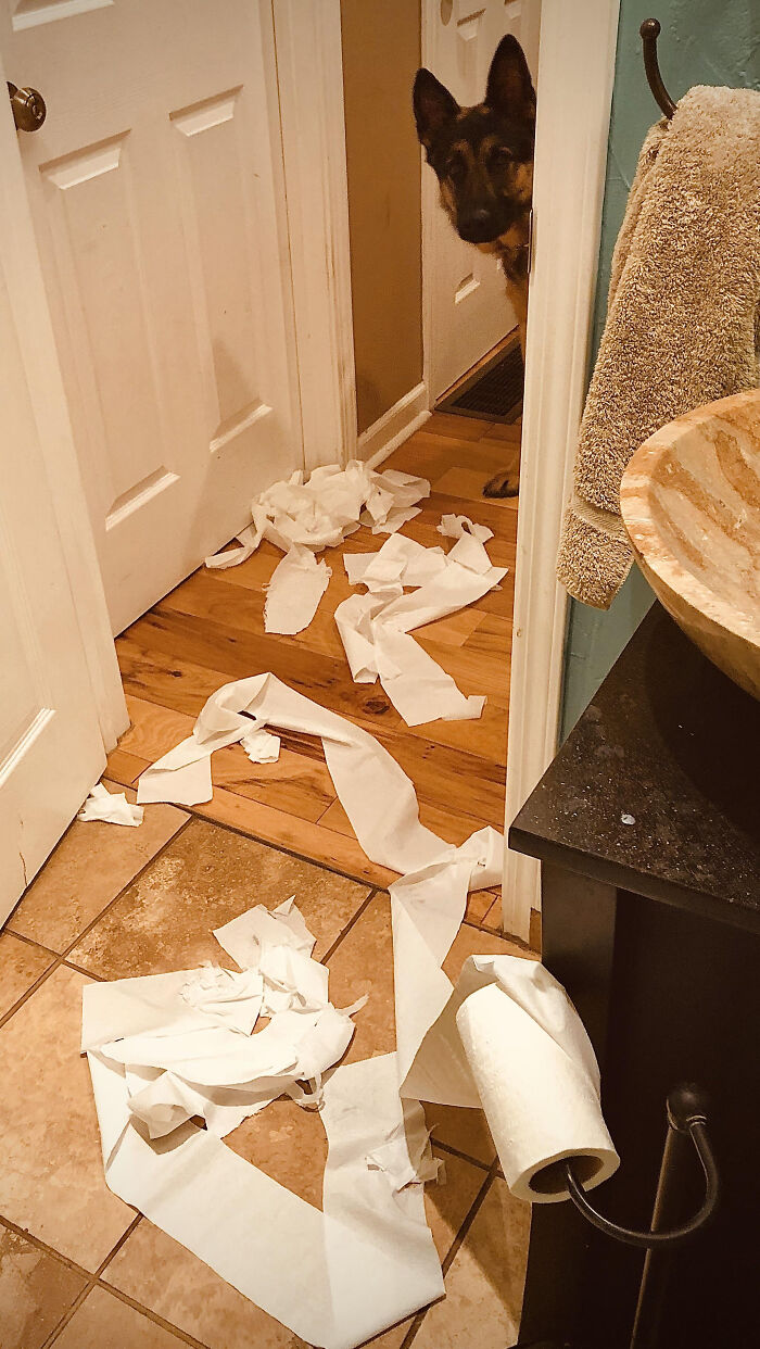 88 Times Dogs Decided Peace Is Too Boring And Went Looking For Trouble