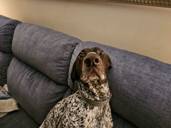 88 Times Dogs Decided Peace Is Too Boring And Went Looking For Trouble
