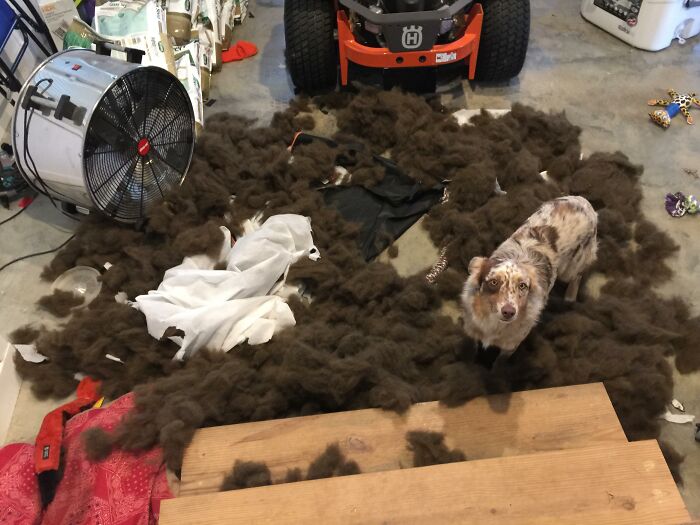 88 Times Dogs Decided Peace Is Too Boring And Went Looking For Trouble