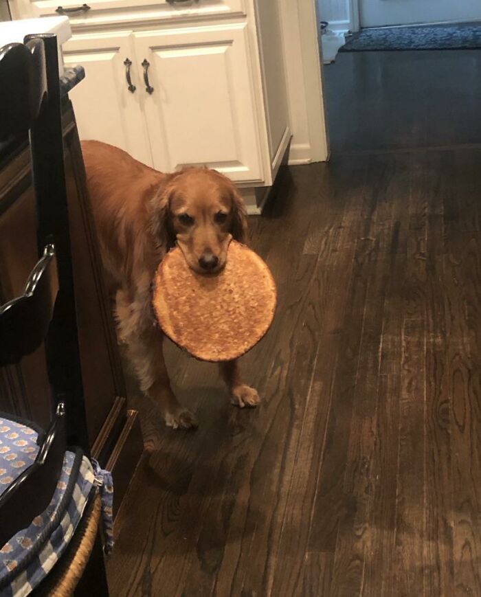 88 Times Dogs Decided Peace Is Too Boring And Went Looking For Trouble