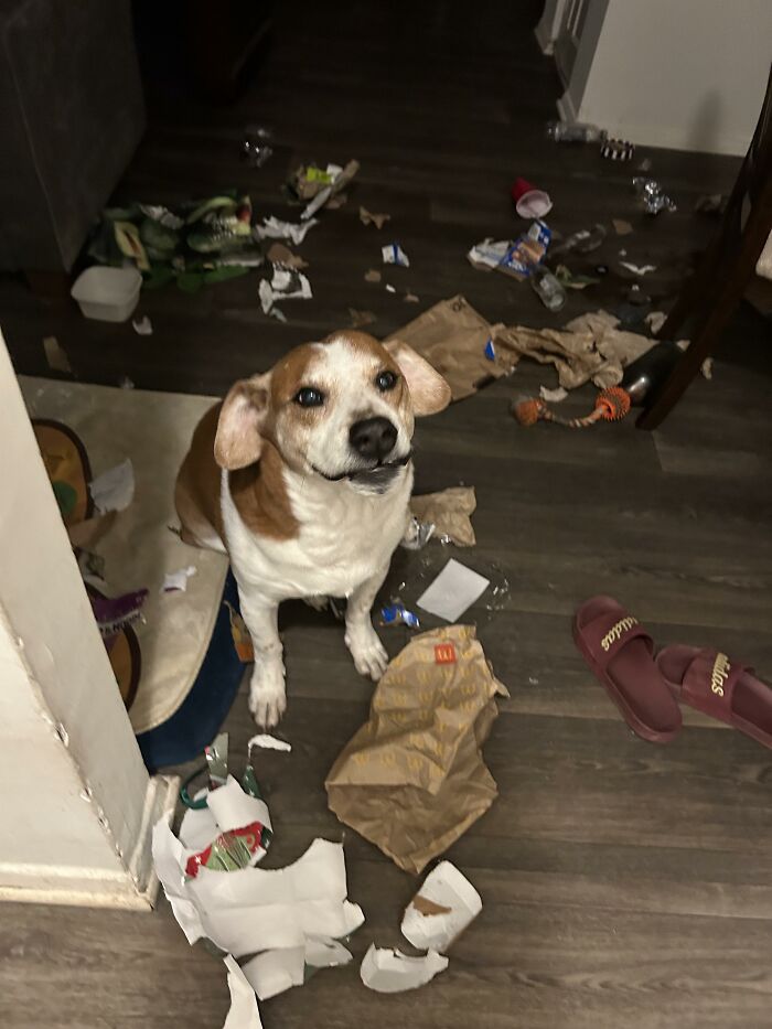 88 Times Dogs Decided Peace Is Too Boring And Went Looking For Trouble