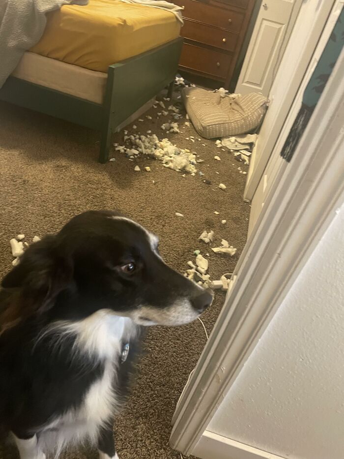 88 Times Dogs Decided Peace Is Too Boring And Went Looking For Trouble