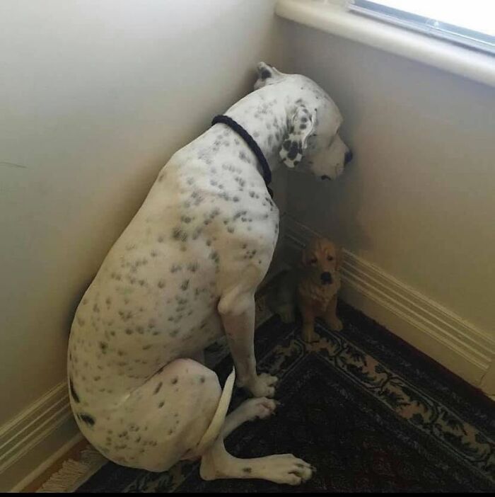 88 Times Dogs Decided Peace Is Too Boring And Went Looking For Trouble