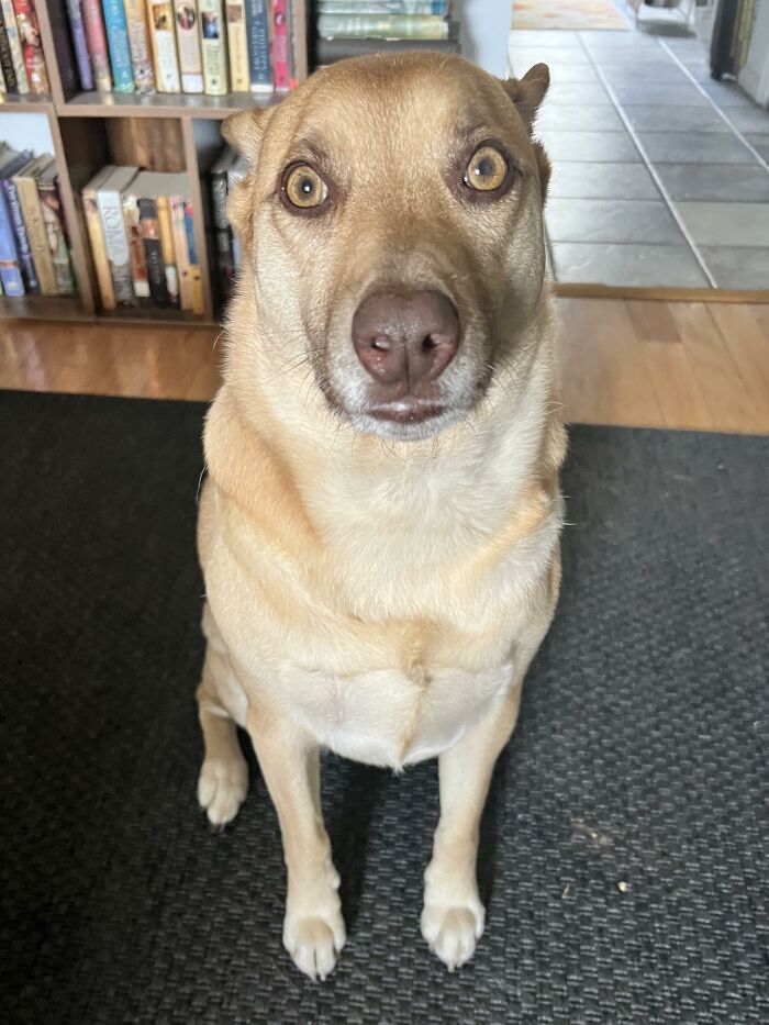 88 Times Dogs Decided Peace Is Too Boring And Went Looking For Trouble