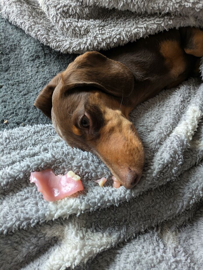 88 Times Dogs Decided Peace Is Too Boring And Went Looking For Trouble