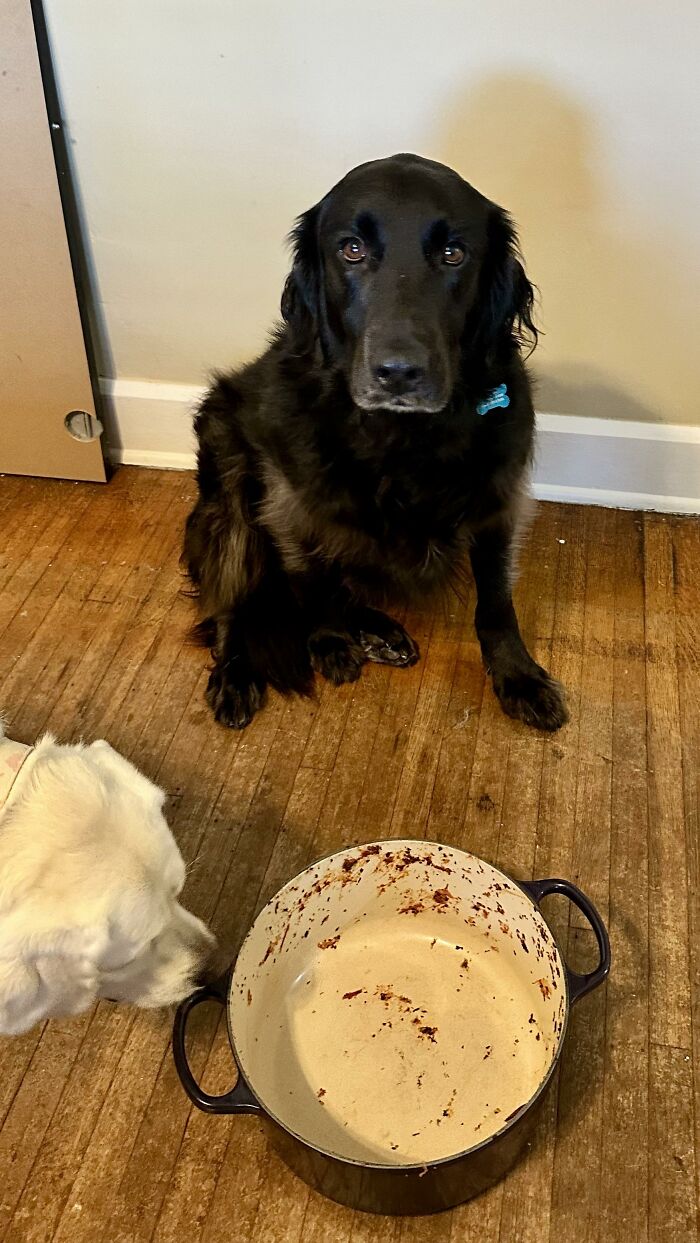 88 Times Dogs Decided Peace Is Too Boring And Went Looking For Trouble