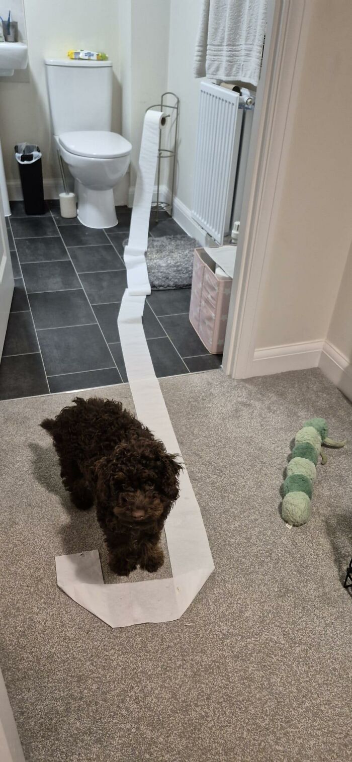 88 Times Dogs Decided Peace Is Too Boring And Went Looking For Trouble