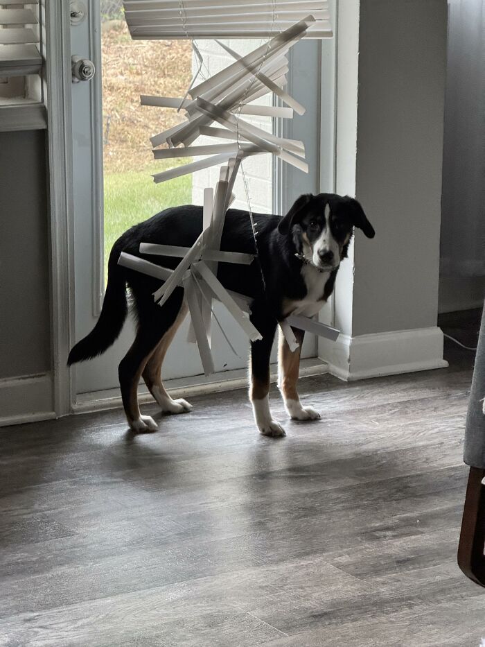88 Times Dogs Decided Peace Is Too Boring And Went Looking For Trouble
