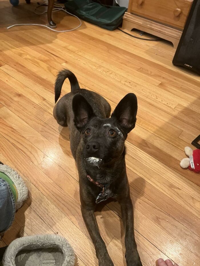 88 Times Dogs Decided Peace Is Too Boring And Went Looking For Trouble