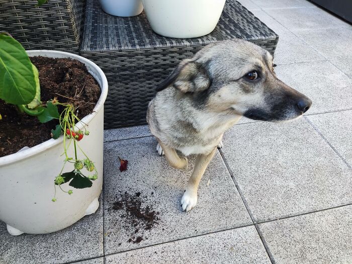 88 Times Dogs Decided Peace Is Too Boring And Went Looking For Trouble