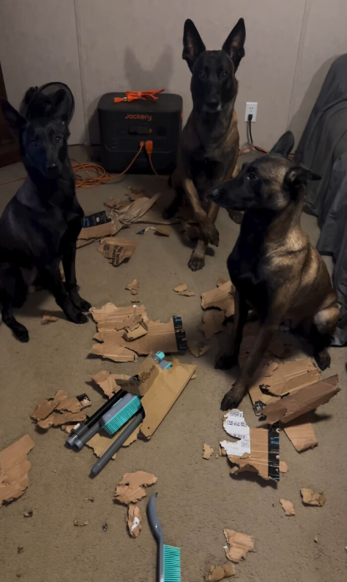 88 Times Dogs Decided Peace Is Too Boring And Went Looking For Trouble