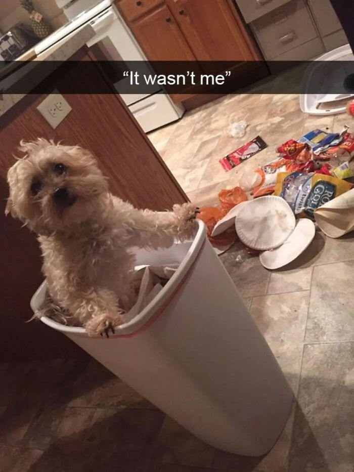 88 Times Dogs Decided Peace Is Too Boring And Went Looking For Trouble