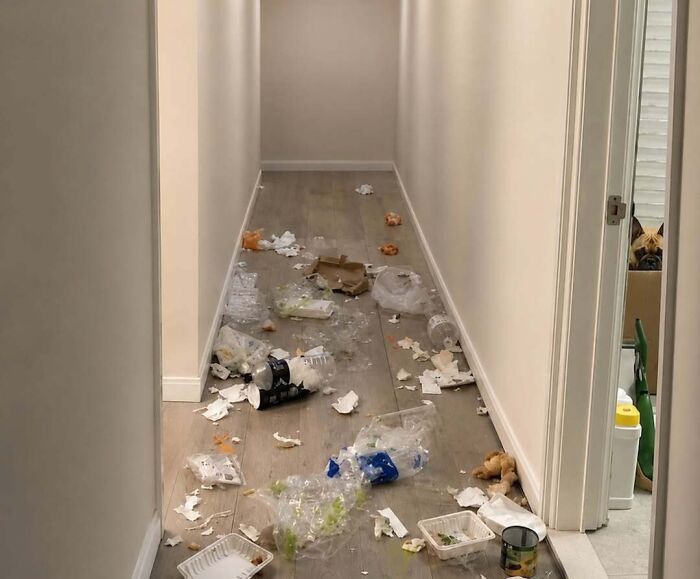 88 Times Dogs Decided Peace Is Too Boring And Went Looking For Trouble