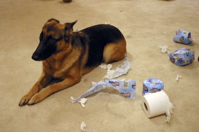 88 Times Dogs Decided Peace Is Too Boring And Went Looking For Trouble