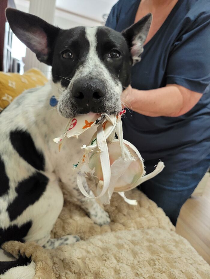 88 Times Dogs Decided Peace Is Too Boring And Went Looking For Trouble