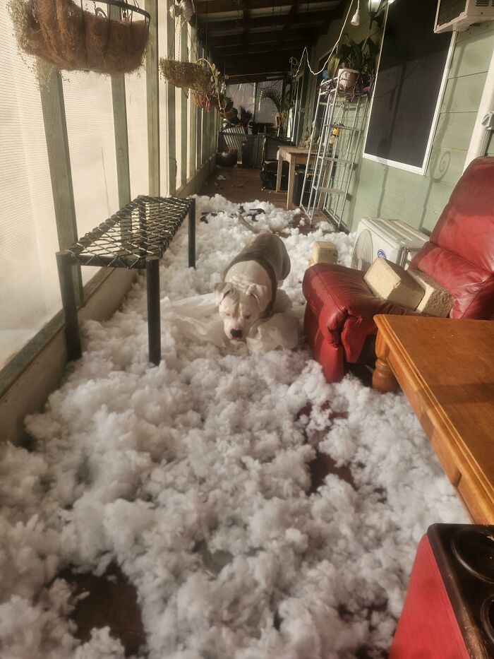 88 Times Dogs Decided Peace Is Too Boring And Went Looking For Trouble